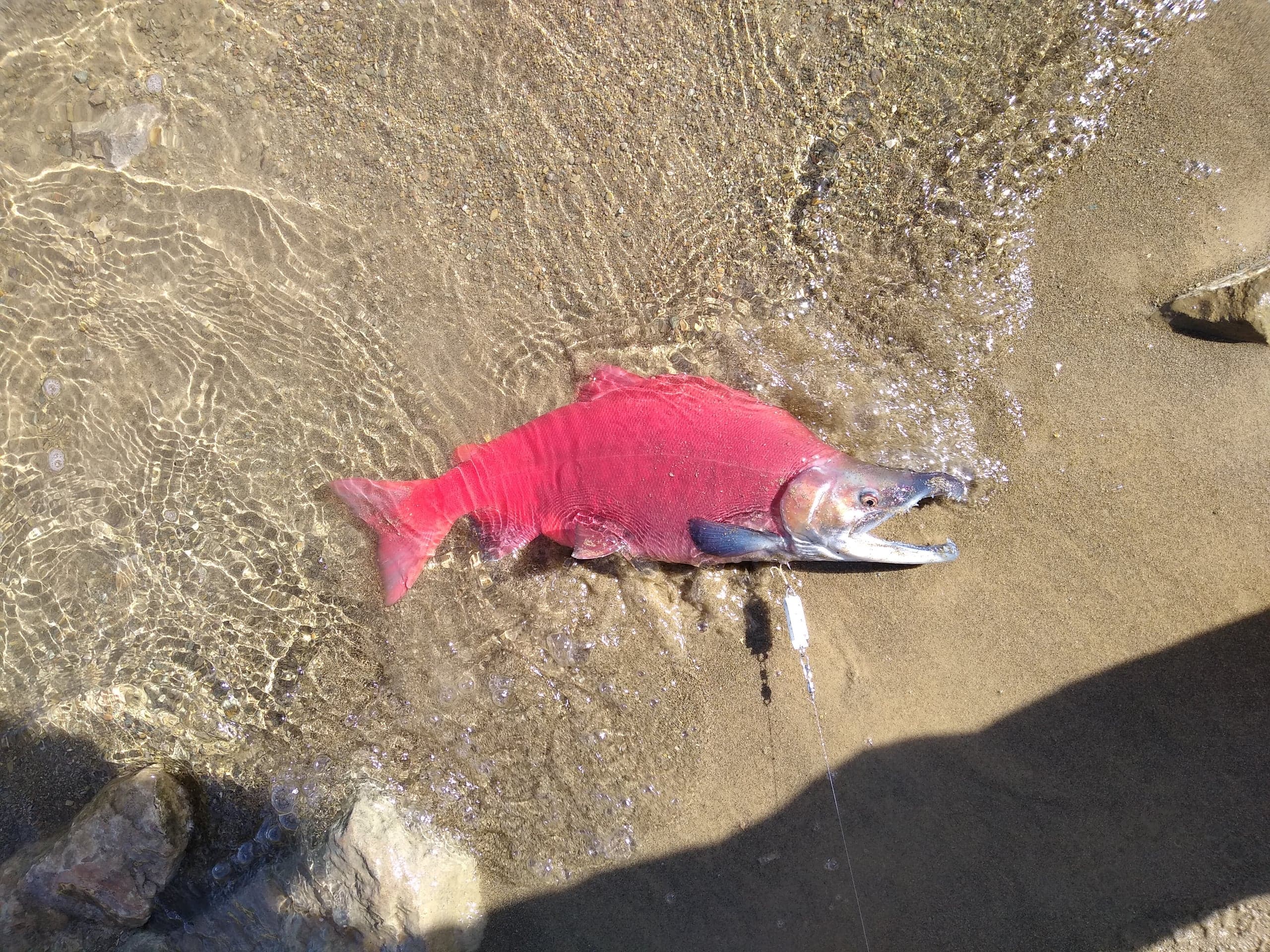 A male kokanee in spawning colour, Strawberry Reservoir